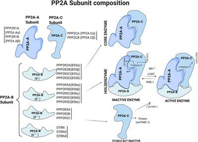 PP2A and Its Inhibitors in Helper T-Cell Differentiation and Autoimmunity